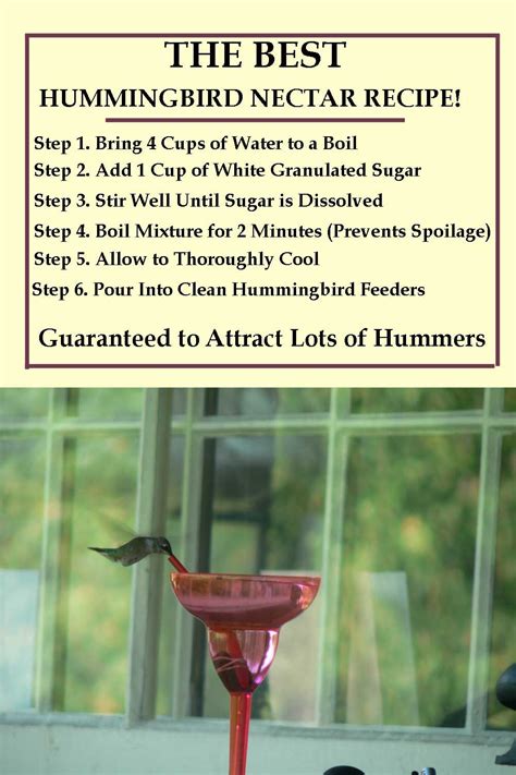 Hummingbird Bird Nectar Recipe