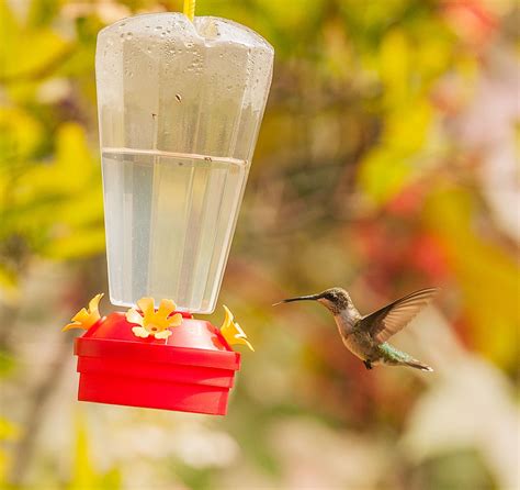 Hummingbird Nectar Recipe